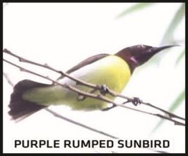 Purple Rumped Sunbird